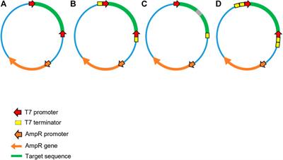 Strategies for the production of dsRNA biocontrols as alternatives to chemical pesticides